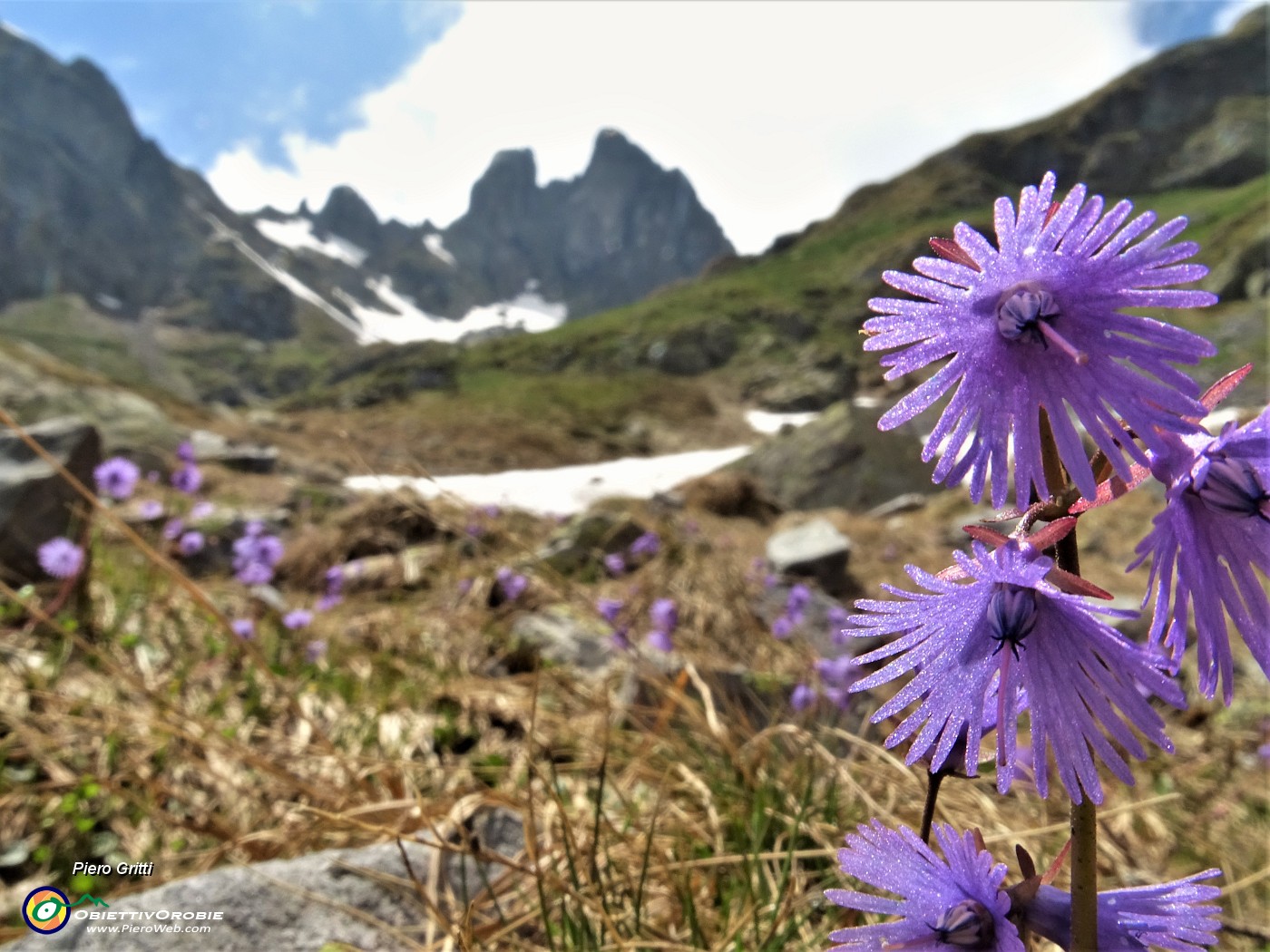 05 Soldanelle alpine (Soldanella alpina).JPG